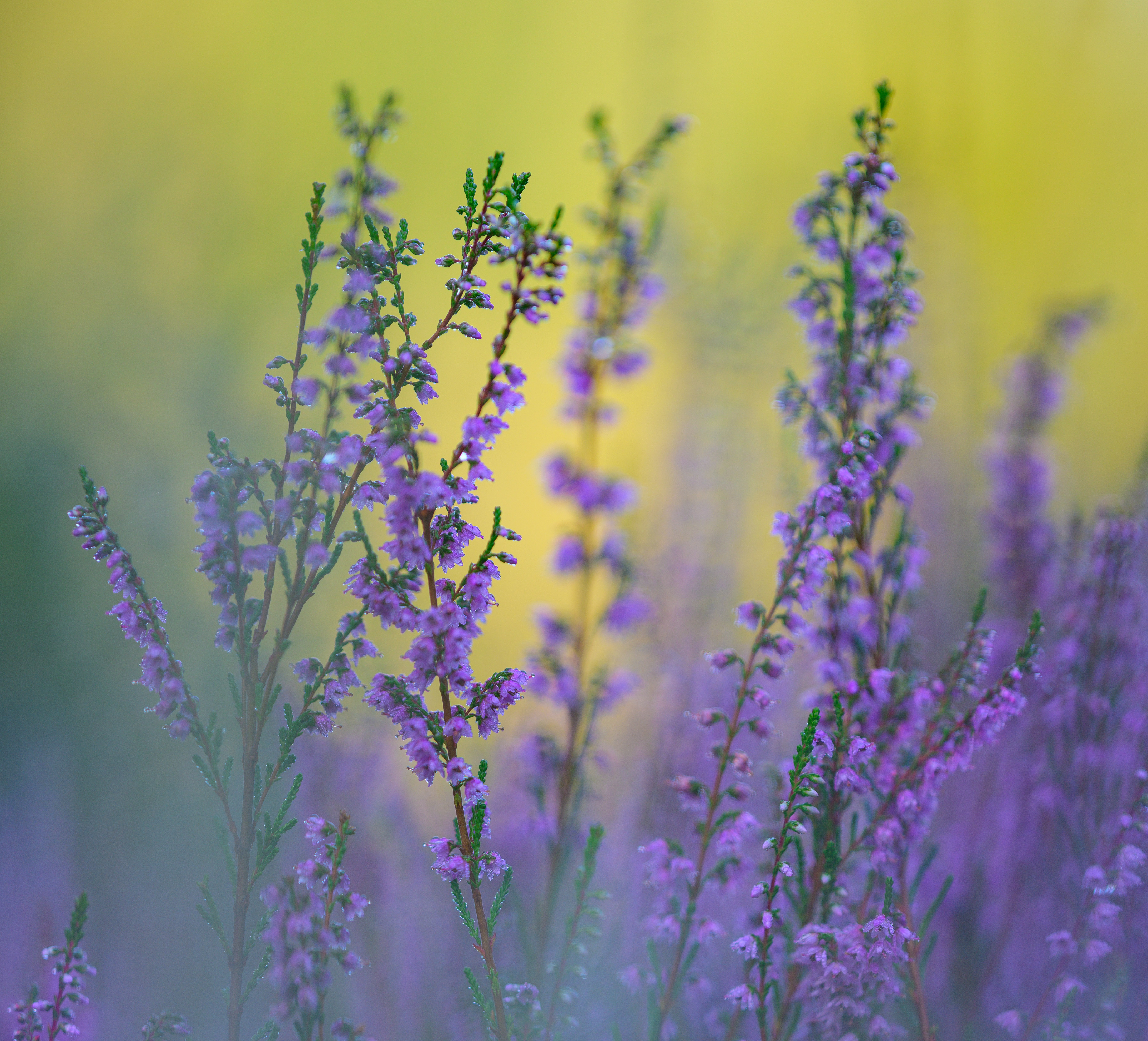 Totengrund beim Sonnenaufgang